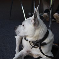 The Dog